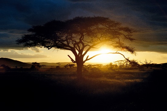 Africa Acacia tree