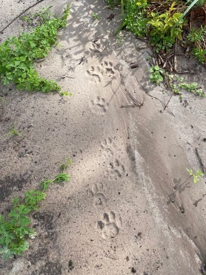 Big Cat Trail 