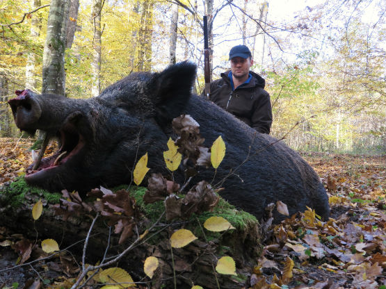 Boar Croatia