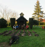 Boar Trip capreolus club