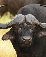 Buffalo Cape