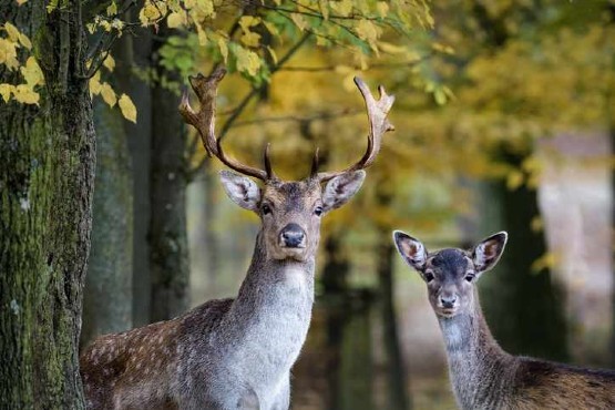 Capreolus Club Deer Stalking Syndicate UK