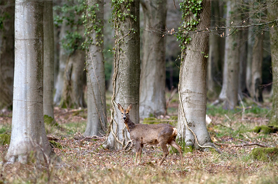 Deer Stalking March 2016