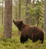 European Bear