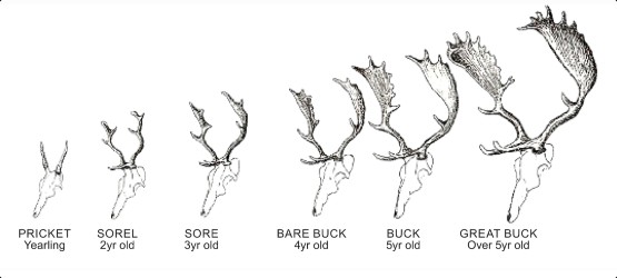 Fallow Buck Hunting Chart