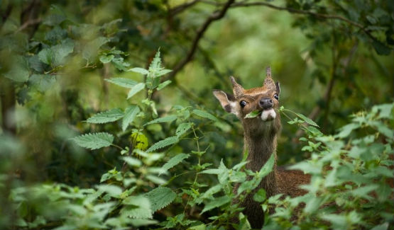 Ireland Deer Stalking main