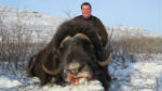 Moskox Hunt