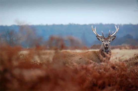Red Stag Goldsmith 555