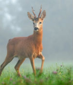 Roe Rut Capreolus Club