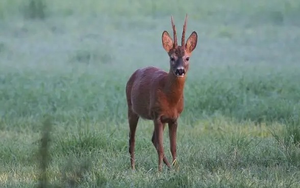 Top tips for the 2023 Roe rut | Blog