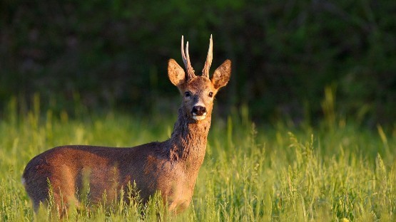Roebuck Deer Stalking UK