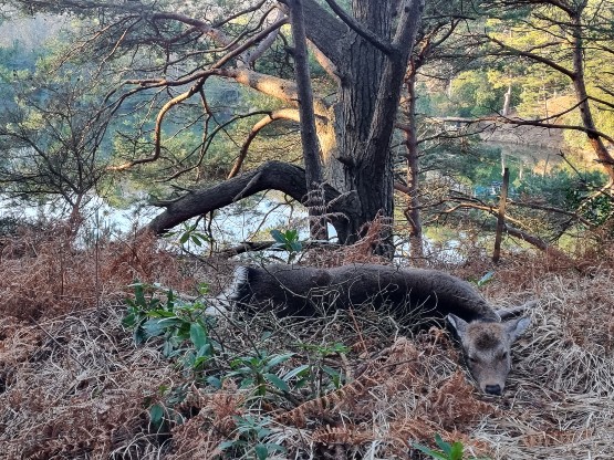 Sika Deer Purbeck