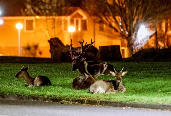 Urban Deer Stalking UK 