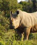 rhino