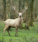 White Stag 150