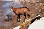 chamois
