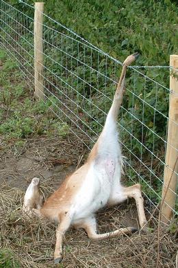 deer caught in fence