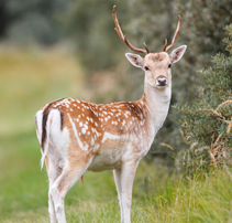 fallowdeer