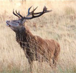 reddeer150