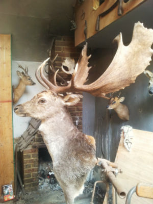 taxidermy